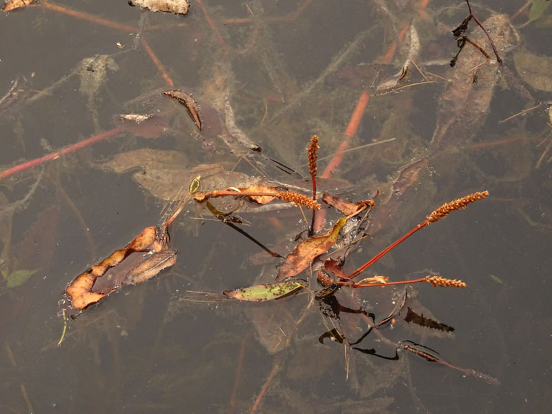 Persicaria amphibia  / Poligono anfibio